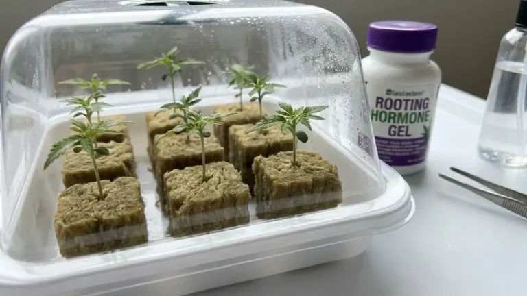 Cannabis-Stecklinge in Steinwolle-Anzuchtwürfeln unter einer Feuchtigkeitsglocke mit Bewurzelungsgel
