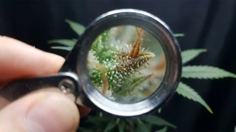Extreme Makroaufnahme von milchig-trüben und bernsteinfarbenen Cannabis-Trichomen unter der Lupe