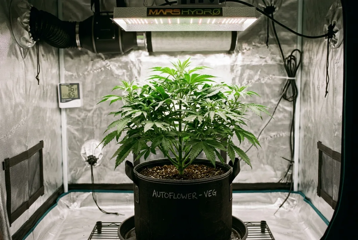 Autoflowering-Cannabis-Pflanze in der Wachstumsphase unter LED-Licht