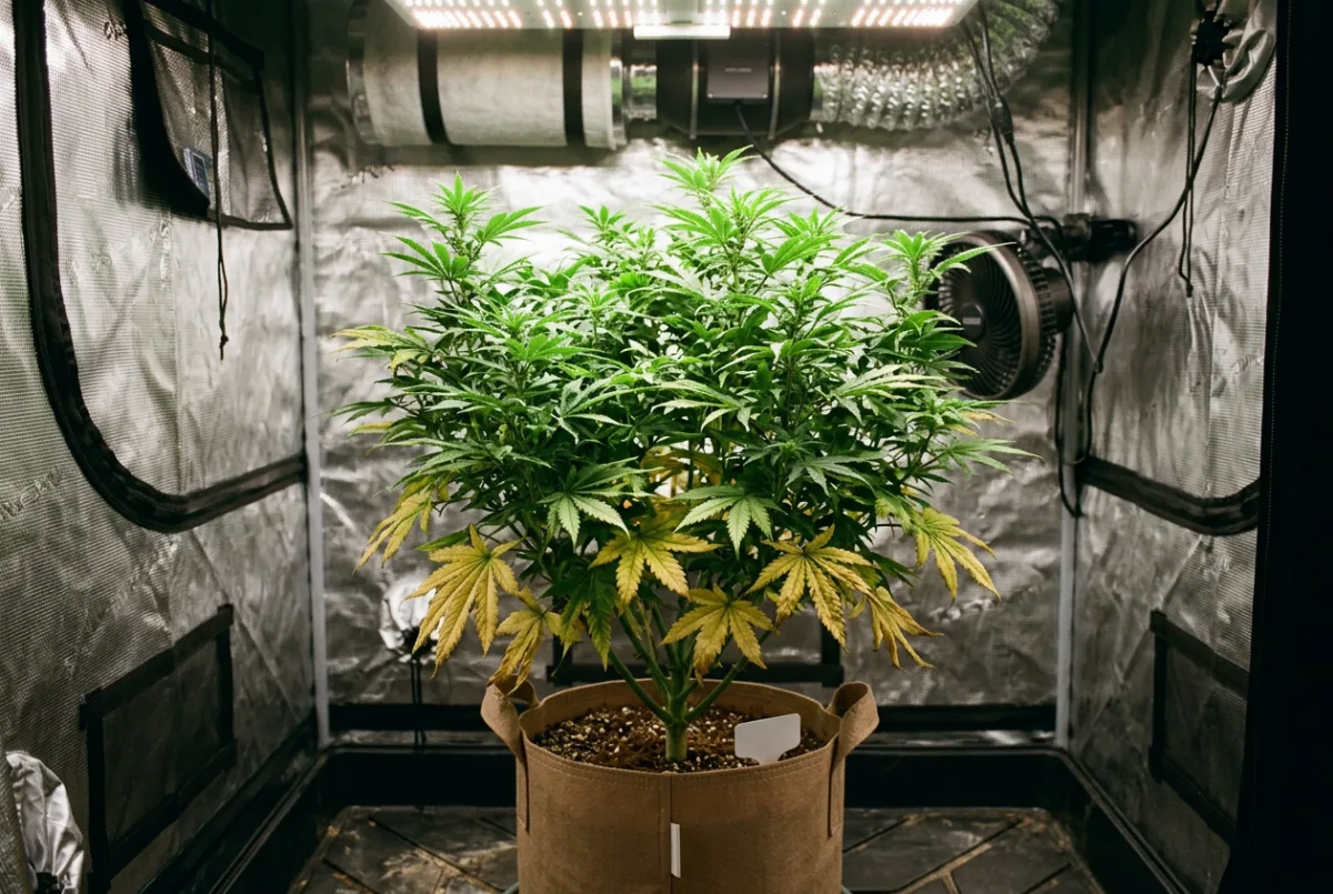 Cannabis Nährstoffmangel: gelbe untere Blätter bei Stickstoffmangel