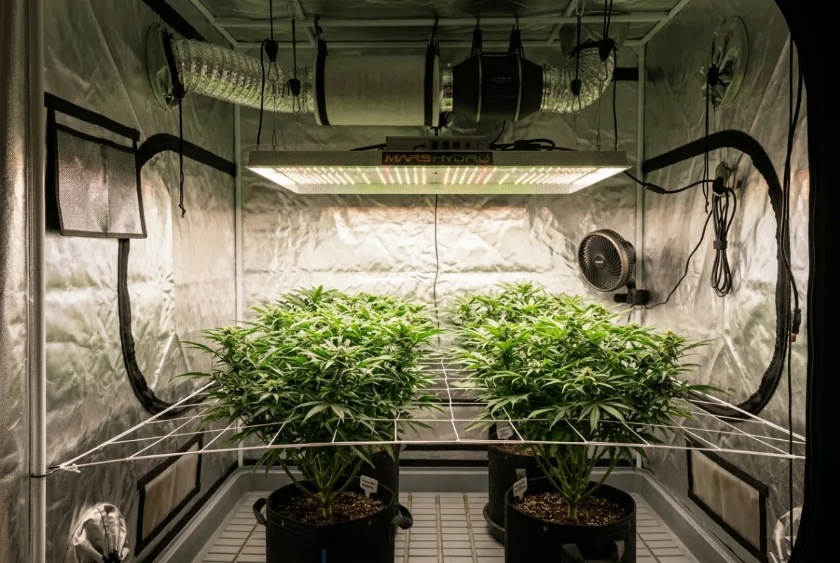 Richtiger Abstand zwischen LED-Lampe und Cannabis-Pflanzen im Growzelt