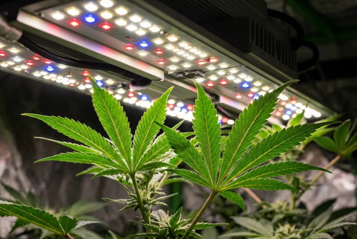 Vollspektrum-LED beleuchtet Cannabis-Blätter von oben