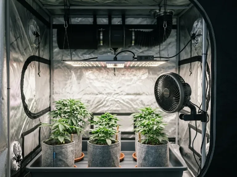 Grow-Technik: LED-Panel und Ventilator im Growzelt