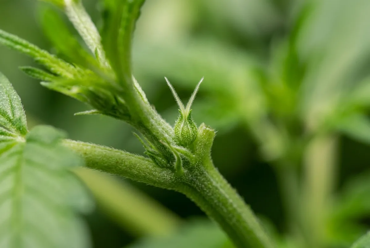 Weibliche Vorblüte: Kelch mit zwei weißen Härchen am Nodium